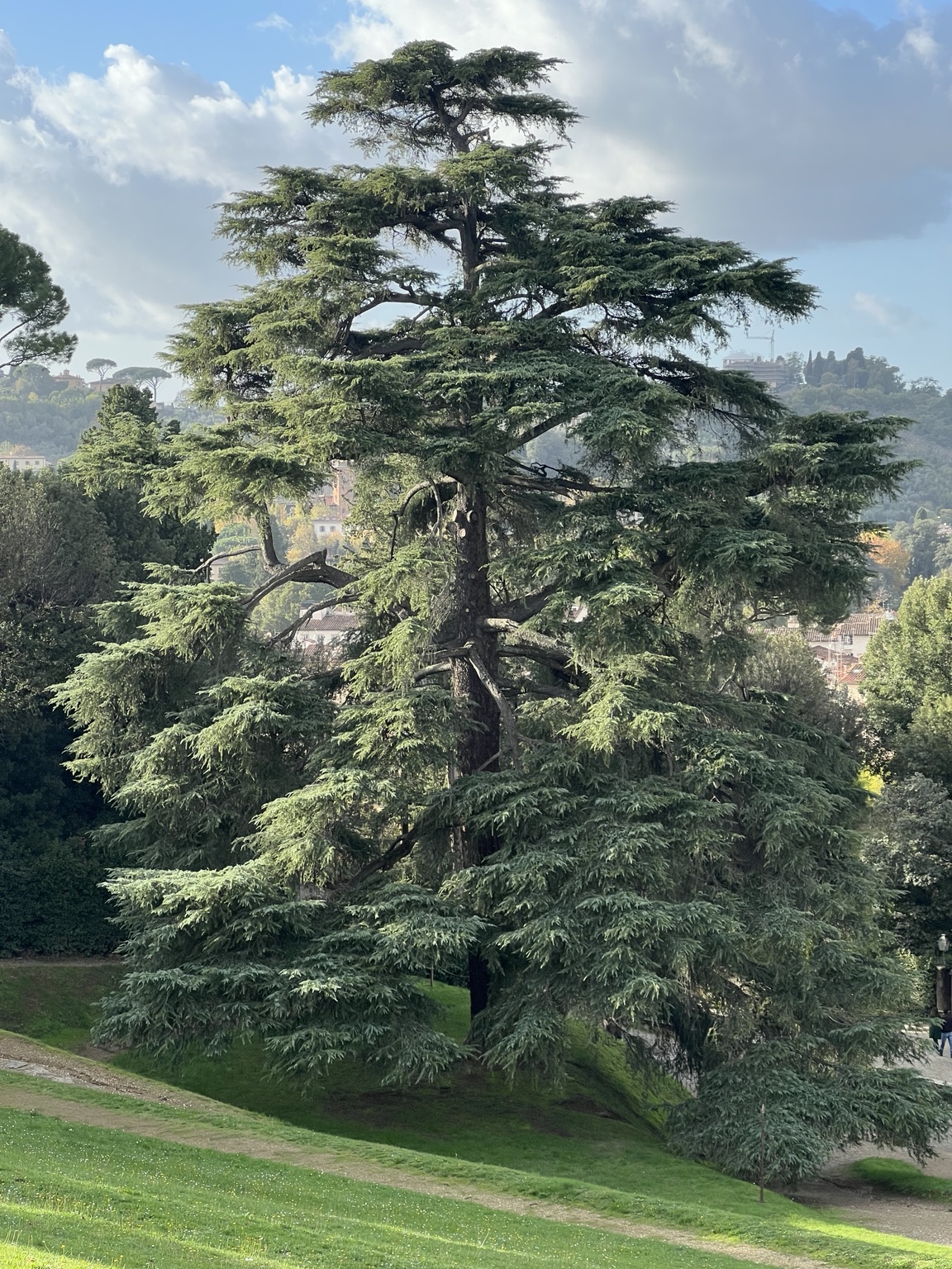 Evergreen tree with spreading branches photographed by Jennie